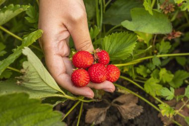 Olgun çilek yeşillik çerçevede bir kadın elinde. Kopya alanı  