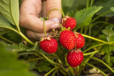 Olgun çilek yeşillik çerçevede bir kadın elinde. Yakın çekim