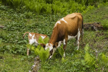 ormanda otlatma küçük bir buzağı ile kahverengi inek