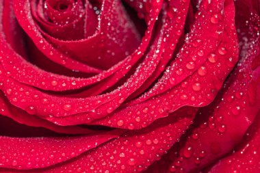 Güzel gül çiçek ile çiğ tanesini bırakır. Arka plan 