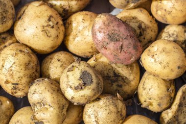 Taze organik patates piyasada. Patates kök yığını. Bir patates doku Close-up