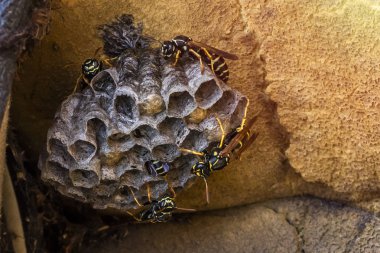 Eşekarısı yuvası üzerine oturan yaban arıları ile. Yaban arıları, Aile yuva ile bir kopyasını alan yakın çekim