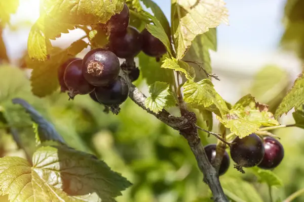 新鮮な熟したブラックカラント果実とスグリ支店と太陽の光線の緑の葉 コピー スペース — ストック写真
