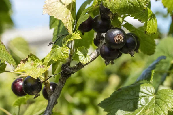 Fresh Ripe Blackcurrant Fruits Green Leaves Currant Branch Copy Space — Stock Photo, Image