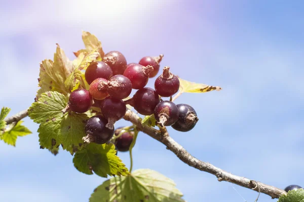 Fresh Ripe Blackcurrant Fruits Green Leaves Currant Branch Copy Space — Stock Photo, Image