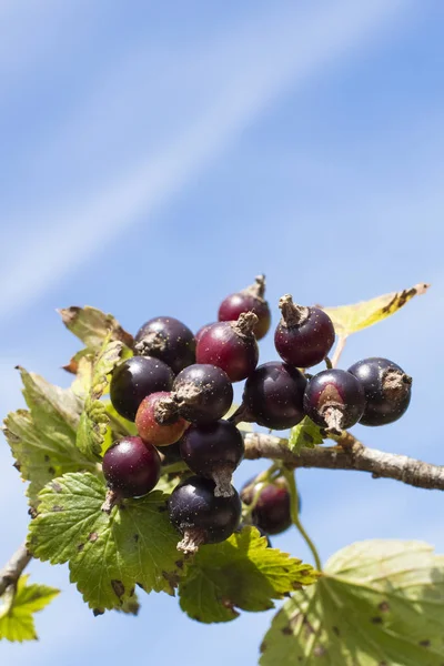 Fresh Ripe Blackcurrant Fruits Green Leaves Currant Branch Copy Space — Stock Photo, Image