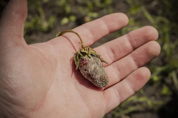 Çürük çilek çiftçi elinde. Zavallı hasat