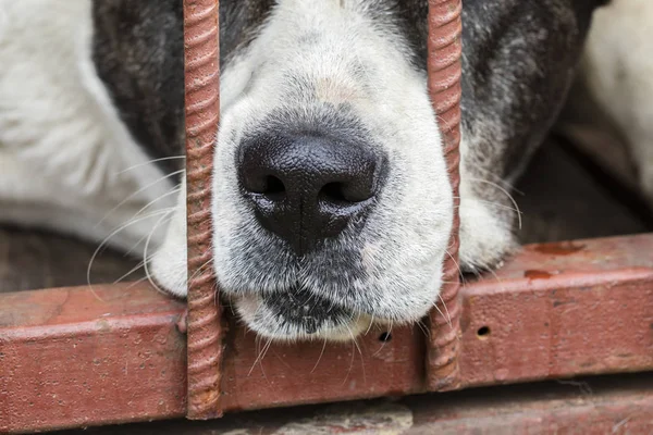 Wet Dog Nose Close Sad Dog Cage — Stock Photo, Image