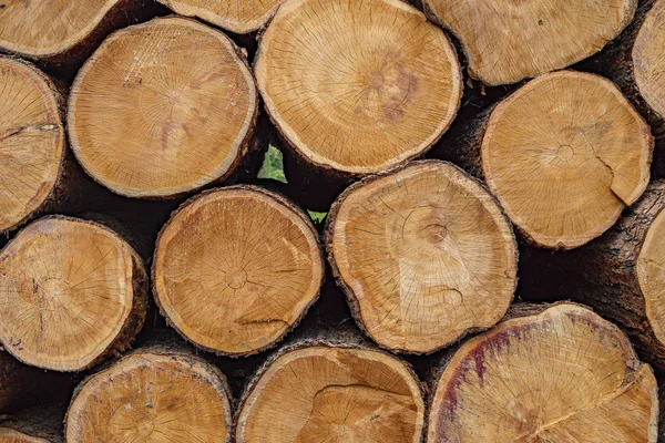 Cross-section of the tree trunk. Selective tree. Russia Siberia. Background, texture