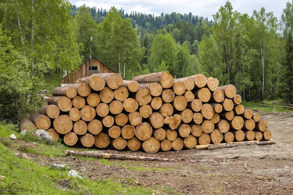 選択した木は ヒープに積まれています 森の中森のクリーニング 木の幹の断面 村の施設の暖房 ロシア シベリア — ストック写真