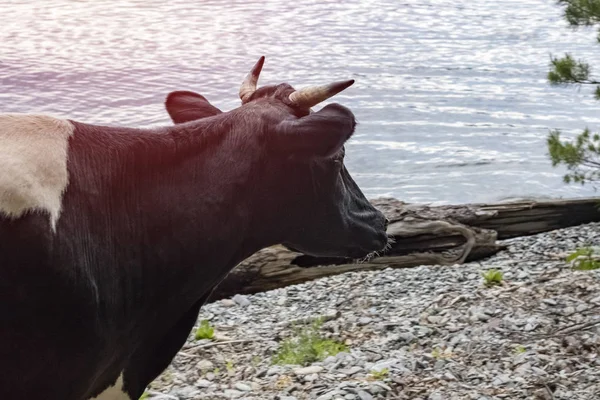 Vaca Preta Fundo Água Caminha Longo Costa Lago Teletskoye Com — Fotografia de Stock