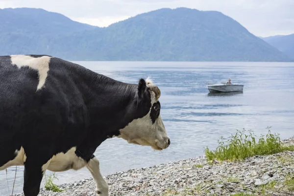 Vaca Preta Caminha Longo Costa Lago Teletskoe Fundo Das Montanhas — Fotografia de Stock