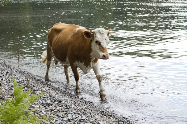 Vaca Preta Caminha Longo Água Margem Lago Teletskoye Com Uma — Fotografia de Stock