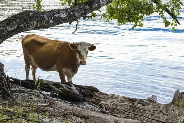 Vaca Marrom Está Costa Lago Teletskoye Abaixo Uma Árvore Copiar — Fotografia de Stock