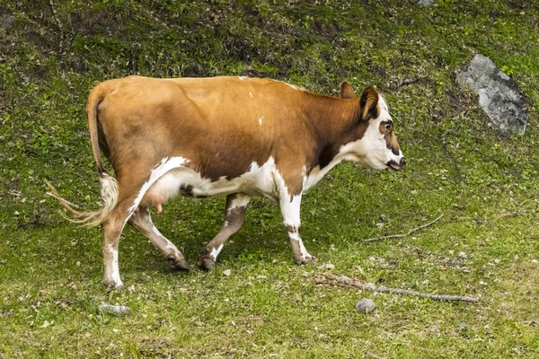 Vaca Marrom Caminha Longo Encosta Verde Costa Com Uma Cópia — Fotografia de Stock