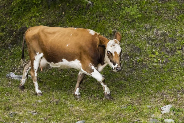 Vaca Marrom Caminha Longo Encosta Verde Costa Com Uma Cópia — Fotografia de Stock