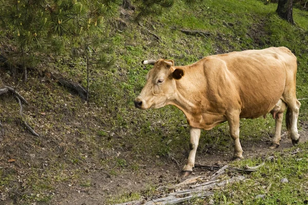 Vaca Marrom Caminha Longo Encosta Verde Costa Com Uma Cópia — Fotografia de Stock