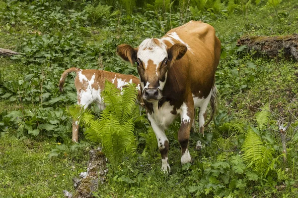 Braune Kuh Mit Kleinem Kalb Weidet Wald — Stockfoto