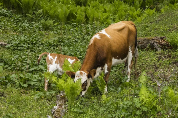 Vaca Marrom Com Pequeno Bezerro Pastando Floresta — Fotografia de Stock