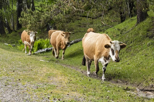 Braune Kühe Gehen Einer Reihe Grünen Ufer Entlang Mit Einer — Stockfoto