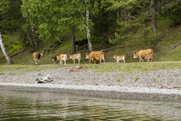 Vacas Marrons Vão Uma Fileira Longo Costa Verde Lago Teletskoye — Fotografia de Stock