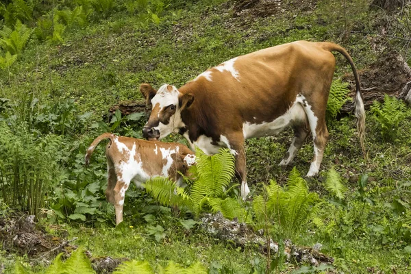 Vaca Marrom Com Pequeno Bezerro Floresta Mãe Lava Bebê — Fotografia de Stock