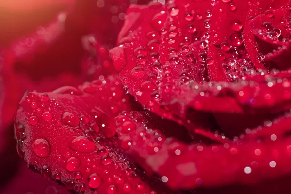 Beautiful Rose Flower Drops Dew Background — Stock Photo, Image