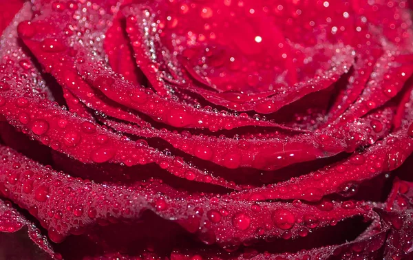 Прекрасный Розовый Цветок Капельками Росы Фон — стоковое фото