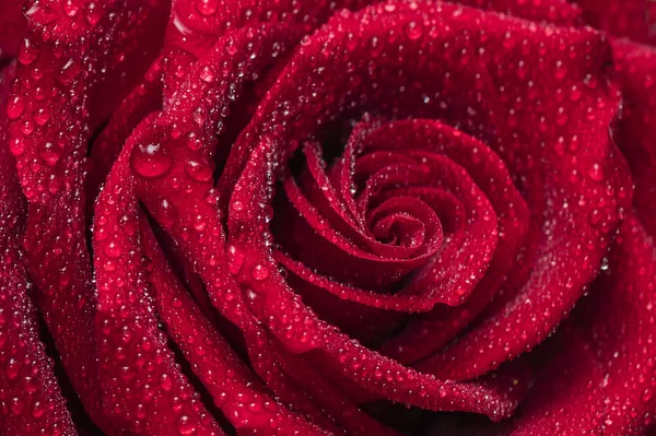 Прекрасный Розовый Цветок Капельками Росы Фон — стоковое фото