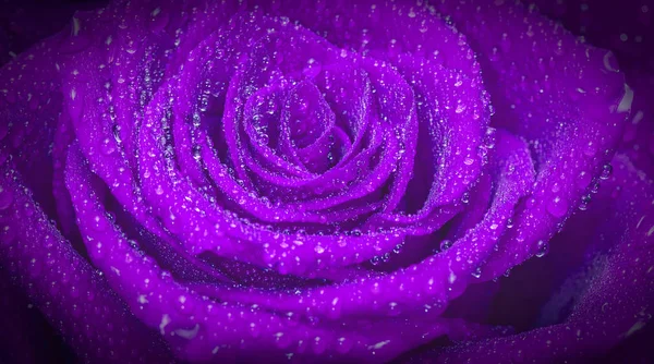 Hermosa Flor Rosa Con Gotas Rocío Antecedentes Tonificación — Foto de Stock