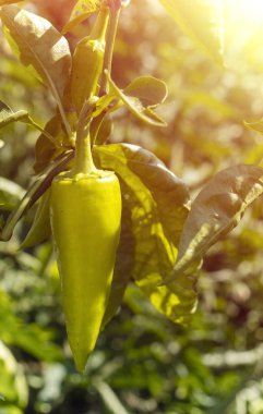 Kopya alanı ile bahçede yeşil biber  