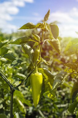 Kopya alanı ile bahçede yeşil biber  