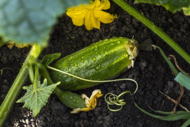 Bahçede salatalık yetiştiriyor.  