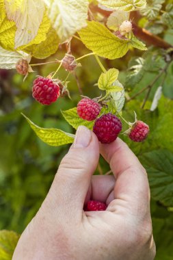 El kızı ahududu bir çalı üzerinde toplar. Ahududu baston closeup. Yaz bahçe köyü. Bir çiftlikte büyüyen çilek