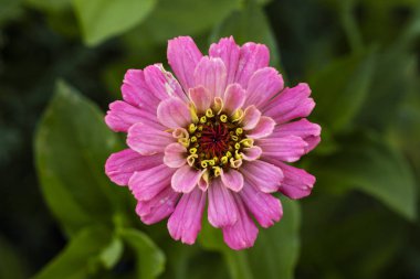 Pembe çiçek bahçesinde doğanın bir arka plan üzerinde. Yakın çekim