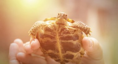 küçük, kara kaplumbağası veya dağ kaplumbağa a kopya-in senin metin için yer ile bir adam elinde. Tonlama