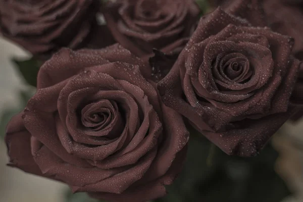 Chocolate Roses Drops Dew Toning — Stock Photo, Image