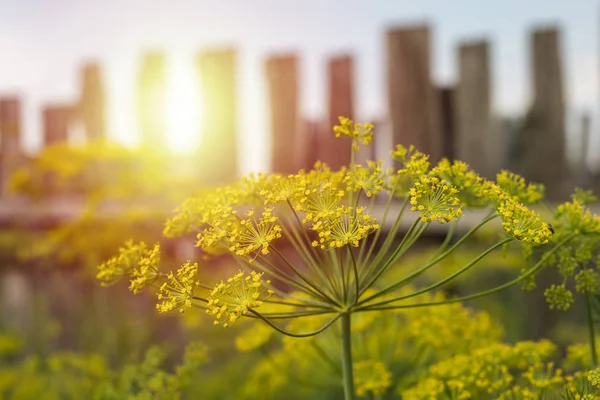 Dill umbrella flower close-up, with copy space. Yellow dill flowers close up. sunny