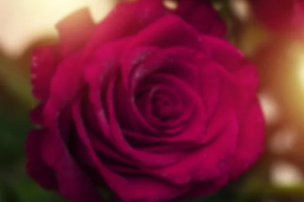 玫瑰花的高斯模糊背景 抽象背景 — 图库照片