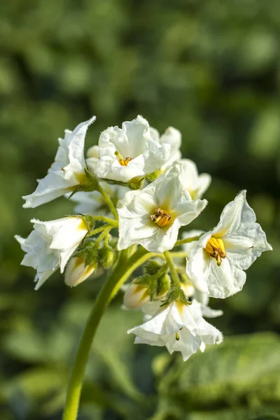Potato Flowers Blooming Field Close Copy Space — Stock Photo, Image