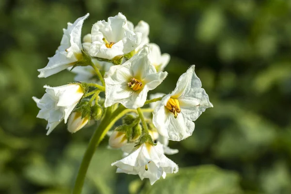 Florile Cartofi Înfloresc Câmp Aproape Copiați Spațiul — Fotografie, imagine de stoc