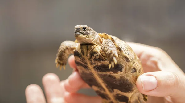 Tortuga Pequeña Molida Montaña Las Manos Hombre Con Una Copia —  Fotos de Stock