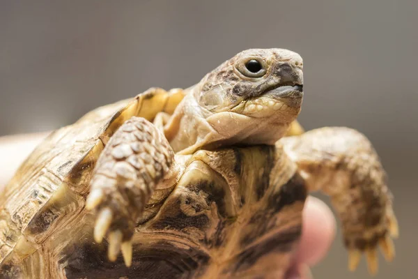 küçük, karasal kaplumbağa veya dağ kaplumbağa bir adam elinde. Yakın çekim  