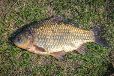 Balık havuz çimenlerin üzerinde