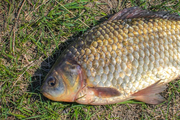 Fish Crucian Grass — Stock Photo, Image