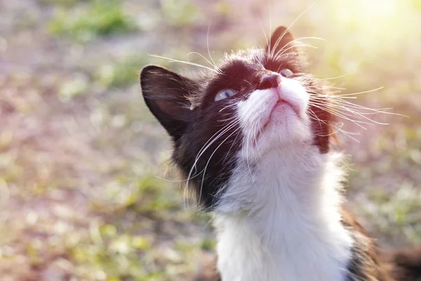 Gato Sin Hogar Mira Hacia Arriba Pide Comida Soleado — Foto de Stock