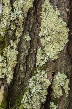 Lichen bir ağacın kabuğunda. Lichen huş ağacında yetişiyor.  