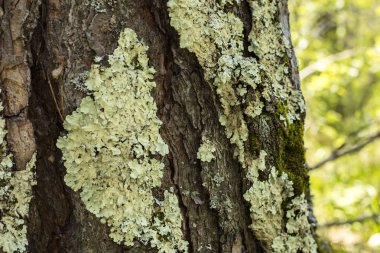 Lichen bir ağacın kabuğunda. Lichen huş ağacında yetişiyor.  