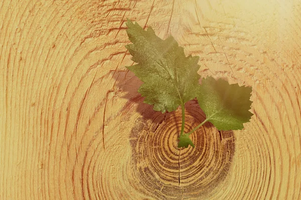 Birkenblätter Wachsen Auf Einem Schönen Baumschnitt Ein Neues Leben Konzept — Stockfoto
