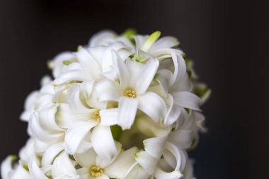 Gauss Bulanıklığı. Arka plan koyu arka plan üzerine sümbül renkleri ile. kopya alanı